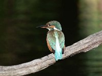 Alcedo atthis 161, IJsvogel, Saxifraga-Luuk Vermeer