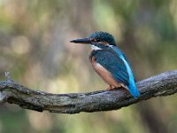 Alcedo atthis 164, IJsvogel, Saxifraga-Luuk Vermeer