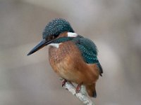 Alcedo atthis 166, IJsvogel, Saxifraga-Luuk Vermeer