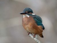 Alcedo atthis 167, IJsvogel, Saxifraga-Luuk Vermeer