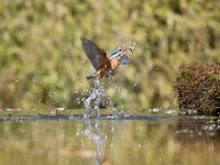 Alcedo atthis 176, IJsvogel, Saxifraga-Luuk Vermeer