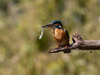 Alcedo atthis 185, IJsvogel, Saxifraga-Luuk Vermeer