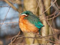 Alcedo atthis 188, IJsvogel, Saxifraga-Luuk Vermeer