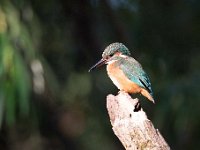 Alcedo atthis 189, IJsvogel, Saxifraga-Luuk Vermeer