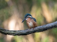 Alcedo atthis 190, IJsvogel, Saxifraga-Luuk Vermeer