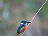 Alcedo atthis 84, IJsvogel, Saxifraga-Luuk Vermeer