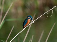 Alcedo atthis 87, IJsvogel, Saxifraga-Luuk Vermeer