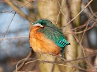 Alcedo atthis 88, IJsvogel, Saxifraga-Luuk Vermeer