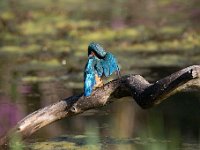 Alcedo atthis 91, IJsvogel, Saxifraga-Luuk Vermeer