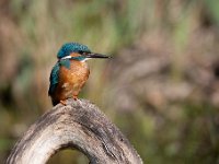 Alcedo atthis 98, IJsvogel, Saxifraga-Luuk Vermeer