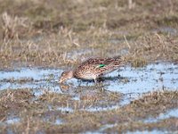 Anas crecca 38, Wintertaling, Saxifraga-Luuk Vermeer