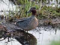 Anas crecca 40, Wintertaling, Saxifraga-Luuk Vermeer