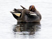 Anas crecca 61, Wintertaling, Saxifraga-Bart Vastenhouw