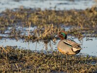 Anas crecca 65, Wintertaling, adult male, Saxifraga-Theo Verstrael