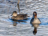 Anas crecca 68, Wintertaling, adult pair, Saxifraga-Theo Verstrael