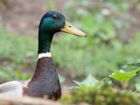 Anas platyrhynchos 67, Wilde eend, Saxifraga-Luuk Vermeer