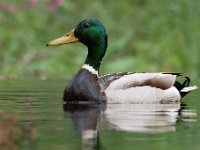 Anas platyrhynchos 69, Wilde eend, Saxifraga-Luuk Vermeer