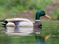 Anas platyrhynchos 70, Wilde eend, Saxifraga-Luuk Vermeer