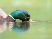 Anas platyrhynchos 73, Wilde eend, Saxifraga-Luuk Vermeer