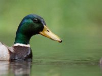 Anas platyrhynchos 74, Wilde eend, Saxifraga-Luuk Vermeer