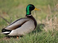 Anas platyrhynchos 77, Wilde eend, Saxifraga-Luuk Vermeer