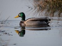 Anas platyrhynchos 81, Wilde eend, Saxifraga-Luuk Vermeer