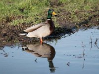 Anas platyrhynchos 84, Wilde eend, Saxifraga-Luuk Vermeer