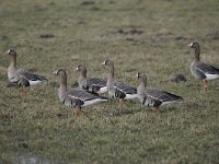 Anser albifrons 32, Kolgans, Saxifraga-Luuk Vermeer