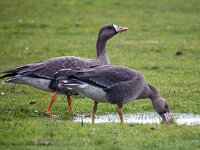 Anser albifrons 41, Kolgans, Saxifraga-Bart Vastenhouw