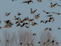 Anser albifrons 46, Kolgans, adult, Saxifraga-Theo Verstrael