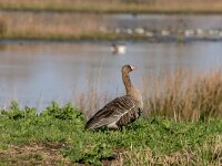Anser albifrons 48, Kolgans, adult, Saxifraga-Theo Verstrael
