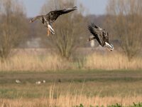 Anser albifrons 49, Kolgans, adult, Saxifraga-Theo Verstrael