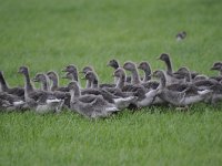 Anser anser 70, Grauwe gans, Saxifraga-Luuk Vermeer