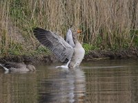 Anser anser 82, Grauwe gans, Saxifraga-Luuk Vermeer