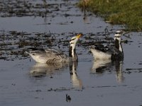 Anser indicus 17, Indische gans, Saxifraga-Luuk Vermeer