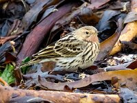 Anthus cervinus 11, Roodkeelpieper, Saxifraga-Bart Vastenhouw