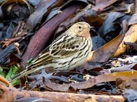 Anthus cervinus 8, Roodkeelpieper, Saxifraga-Bart Vastenhouw
