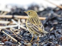 Anthus pratensis 102, Graspieper, Saxifraga-Bart Vastenhouw