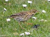 Anthus pratensis 107, Graspieper, Saxifraga-Bart Vastenhouw