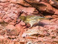 Anthus pratensis 108, Graspieper, Saxifraga-Bart Vastenhouw