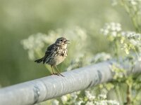 Anthus pratensis 112, Graspieper, adult, Saxifraga-Theo Verstrael