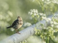Anthus pratensis 113, Graspieper, adult, Saxifraga-Theo Verstrael