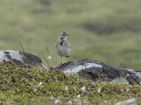 Anthus pratensis 118, Graspieper, Saxifraga-Willem van Kruijsbergen
