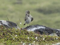 Anthus pratensis 119, Graspieper, Saxifraga-Willem van Kruijsbergen