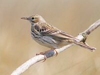 Anthus pratensis 20, Graspieper, Saxifraga-Mark Zekhuis