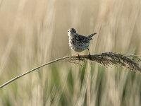 Anthus pratensis 23, Graspieper, adult, Saxifraga-Theo Verstrael