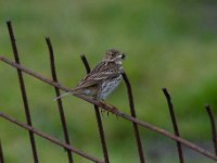 Anthus pratensis 36, Graspieper, Saxifraga-Luuk Vermeer