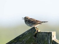 Anthus pratensis 55, Graspieper, Saxifraga-Luuk Vermeer