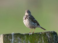 Anthus pratensis 64, Graspieper, Saxifraga-Luuk Vermeer