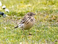 Anthus pratensis 97, Graspieper, Saxifraga-Bart Vastenhouw